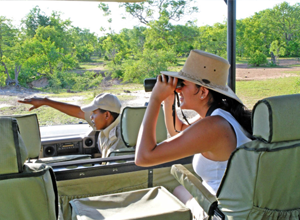Safari Tours